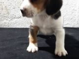 Safkan Elizabeth Beagle Bebeklerimiz