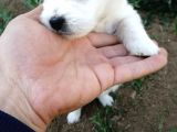 Maltese Terrier