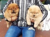 Chow Chow Yavruları