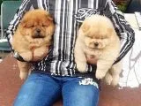 Chow Chow Yavruları