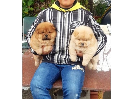 Chow Chow Yavruları görsel