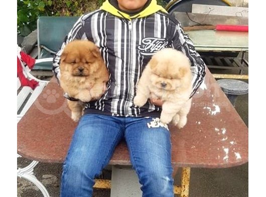 Chow Chow Yavruları görsel