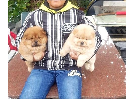 Chow Chow Yavruları görsel