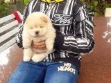 Chow Chow Yavruları
