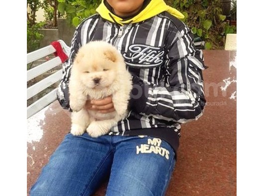 Chow Chow Yavruları görsel