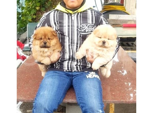 Chow Chow Yavruları görsel