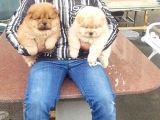 Chow Chow Yavruları