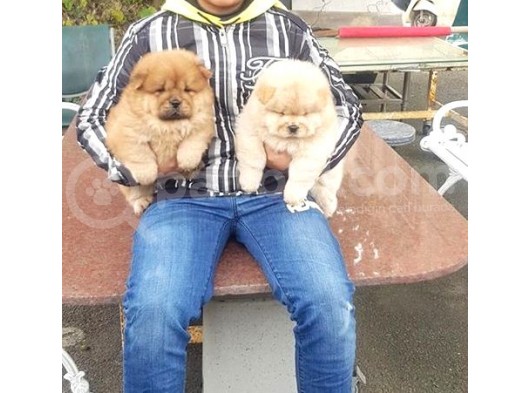 Chow Chow Yavruları görsel