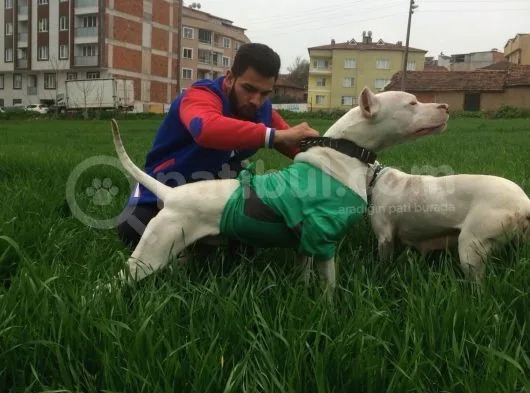 Irk Garantili Dogo Argentino