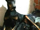 Üst Kalite Doberman Bebeklerimiz Yeni Ailelerini Bekliyor