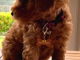 Red-Apricot-Siyah Toy Poodle Yavrularımız Yeni Ailelerini Bekliyor
