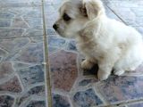 Maltese Terrier