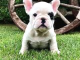 French Bulldog Yavruları