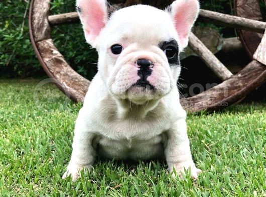 French Bulldog Yavruları görsel