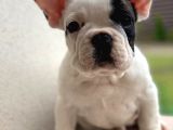 French Bulldog Yavruları