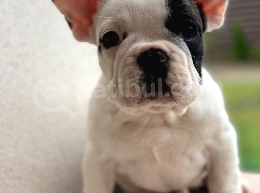 French Bulldog Yavruları görsel