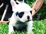 French Bulldog Yavruları