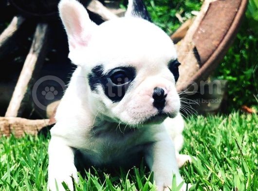 French Bulldog Yavruları görsel