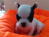 Fransız Bulldog Bebeklerimiz