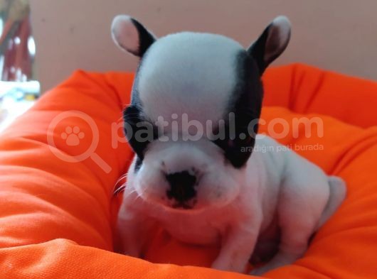 Fransız Bulldog Bebeklerimiz görsel