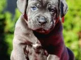 Cane Corso Yavruları