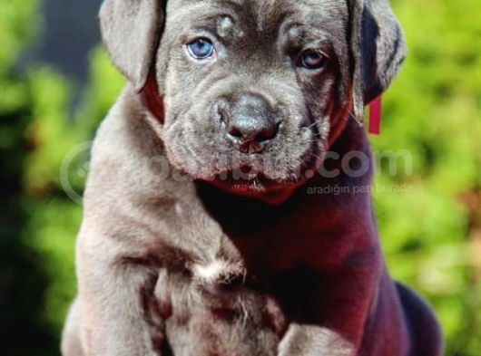 Cane Corso Yavruları görsel