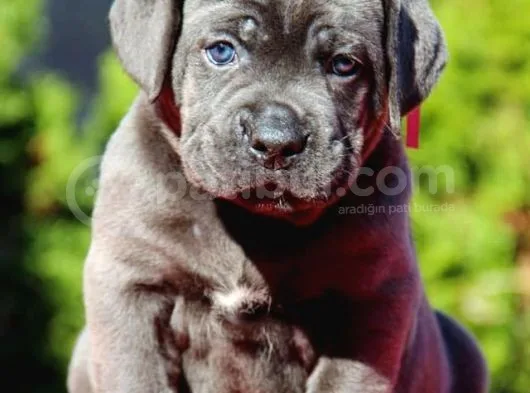Cane Corso Yavruları