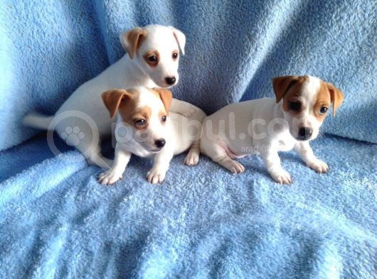 Jack Russel Yavruları görsel