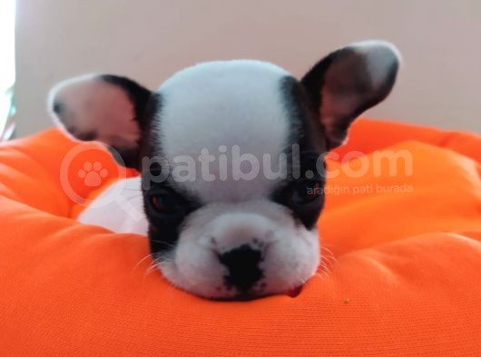 Fransız Bulldog Bebeklerimiz görsel