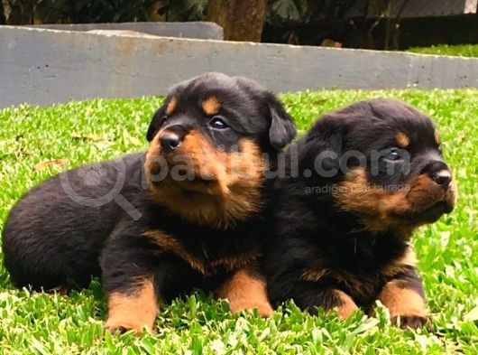 Koca Kafa Rottweiler Yavruları görsel