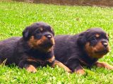 Koca Kafa Rottweiler Yavruları