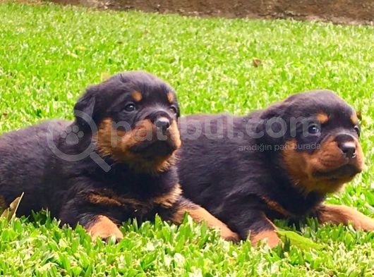 Koca Kafa Rottweiler Yavruları görsel