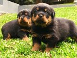 Koca Kafa Rottweiler Yavruları