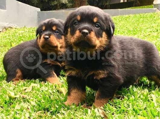 Koca Kafa Rottweiler Yavruları görsel