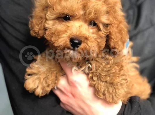 Dünya Tatlısı Poodle Yavruları