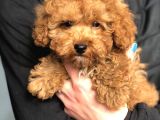 Dünya Tatlısı Poodle Yavruları