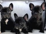 French Bulldog Yavruları