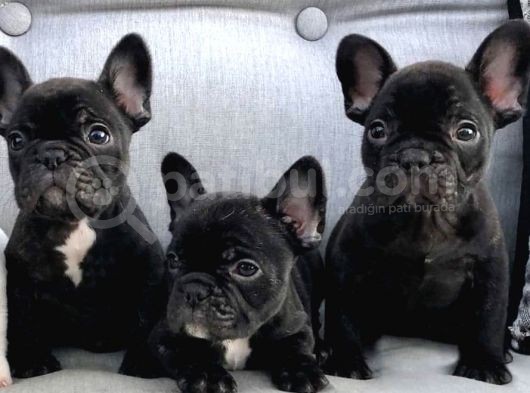 French Bulldog Yavruları görsel
