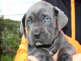 Cane Corso Yavruları