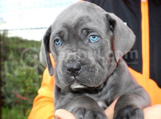 Cane Corso Yavruları görsel