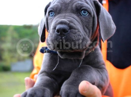Cane Corso Yavruları görsel