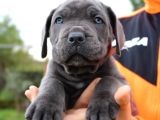 Cane Corso Yavruları