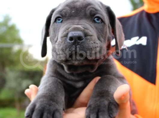 Cane Corso Yavruları görsel