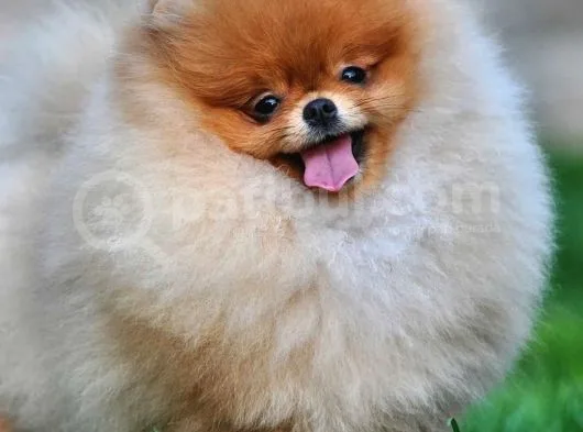 Pomeranian Boo Yavruları