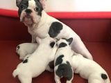 French Bulldog Yavruları