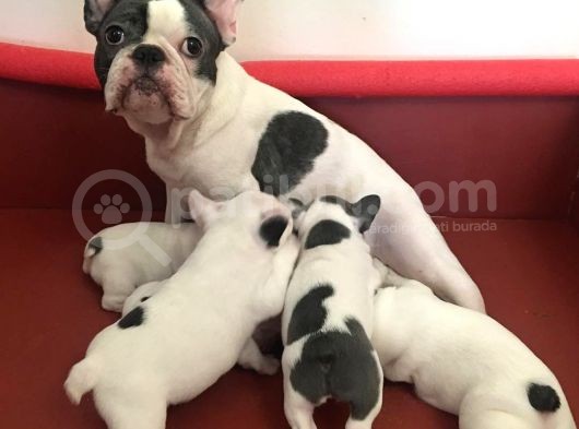 French Bulldog Yavruları görsel