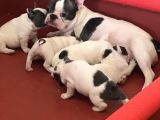 French Bulldog Yavruları