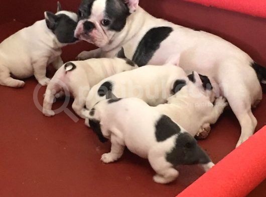 French Bulldog Yavruları görsel