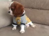 Cavalier King Bebeklerimiz Ailelerini Bekliyor