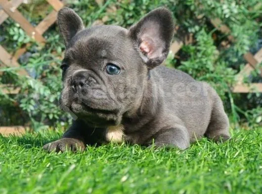 French Bulldog Yavruları